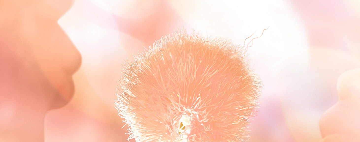 a photo of a woman's lips in silhouette blowing on dandelion seeds, tinted in shades of peach